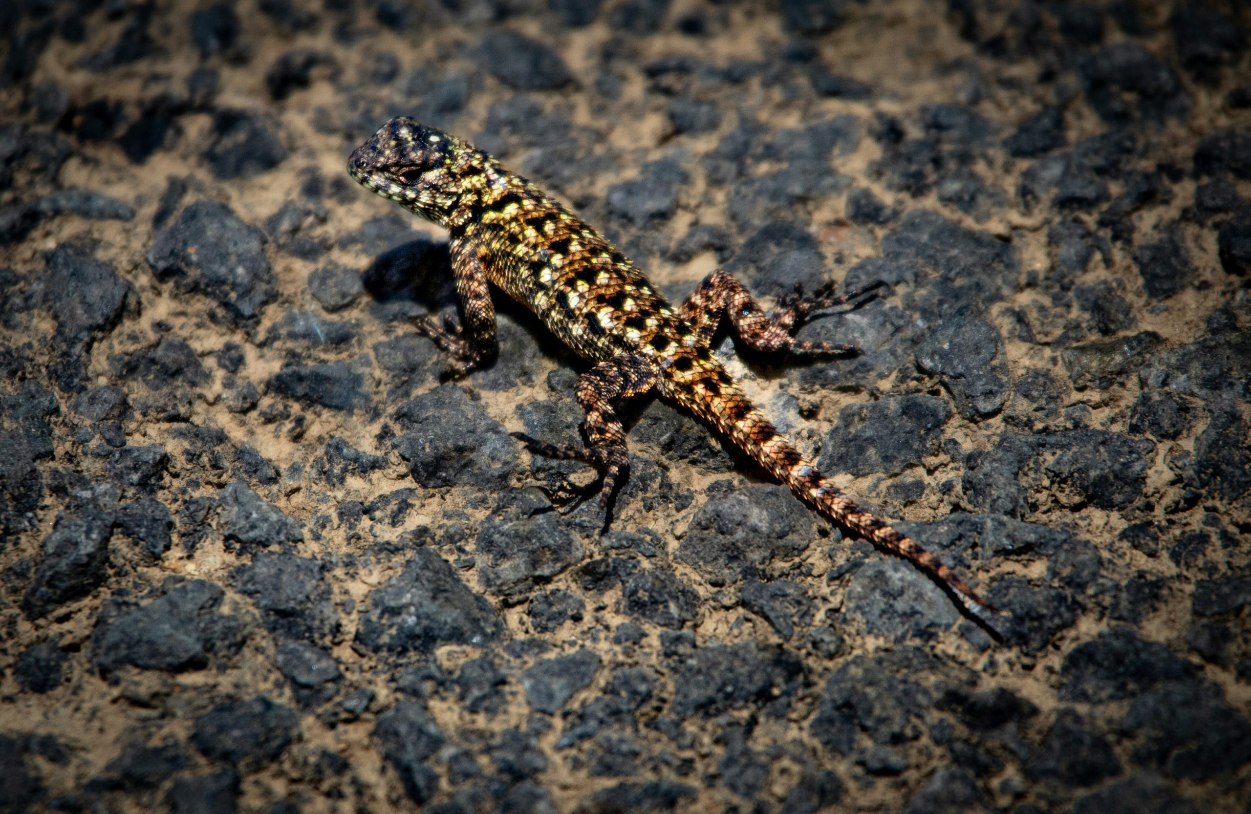Living System Adaptation - Photo of a chameleon by Bernd Dittrich - Unsplash